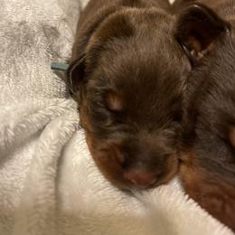 Morgan - Red and rust female Doberman Pinscher puppy in Boyd, Texas from Team Feem Breeders
