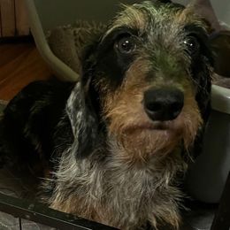 Caroline - Dachshund