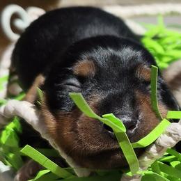 Dachshund Puppies from The Dachshund Den