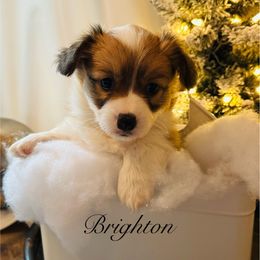 Brighton - Red female Pembroke Welsh Corgi puppy in Cashion, Oklahoma from Shabby Chic Corgis