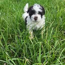 Cali - Chocolate female Havanese puppy in Columbus, Ohio from Havanese Puppies Columbus