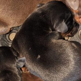 AKC Registered Full European Doberman Pinschers - Black and rust female Doberman Pinscher puppy in Fort Lauderdale, Florida from Lakewood European Dobermann Kennel