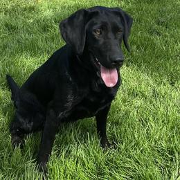Ebony - Labrador Retriever