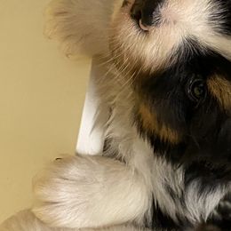 Australian Shepherd Puppies from Mullis Australian Shepherd