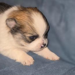 Rowan - Cream sable parti male Pomeranian puppy in Gun Barrel City, Texas from Petite Poms