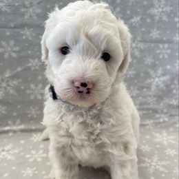 Gray - Black and white female Sheepadoodle puppy in Archer, Florida from Gainesville Sheepadoodles