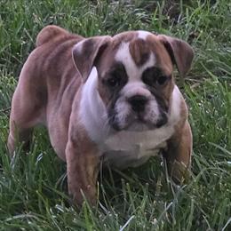 Luke - Red brindle and white male Bulldog puppy in Wichita, Kansas from Waltman's Bulldog's