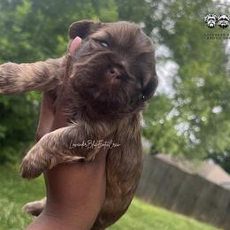 Espresso - Liver female Shih Tzu puppy in Olive Branch, Mississippi from Lavender Blue Exotic Crew