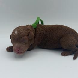 Casper - Red  male Poodle puppy in Southampton, New Jersey from Lavishly Loved Pets LLC