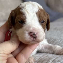 Boy 2- Alvin - Cavapoo puppy from By Design Doodles