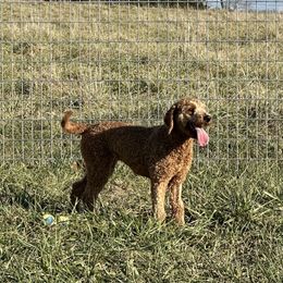 Layla - Goldendoodle