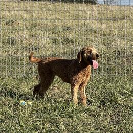 Layla - Goldendoodle