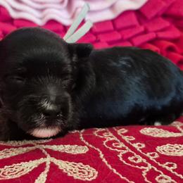 Gigi - Black female Maltipoo puppy in Sidney, Maine from Snow Pond Farm