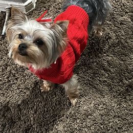 Zoey - Yorkshire Terrier