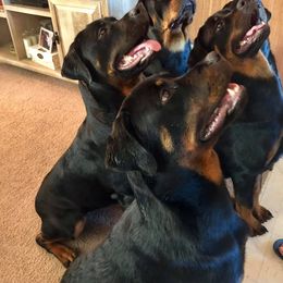 Rottweiler Puppies from Forte Bello Rottweilers