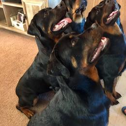 Rottweiler Puppies from Forte Bello Rottweilers