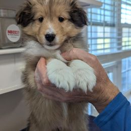 Royal Blue - Sable and white Shetland Sheepdog puppy in Lake Cumberland Area, Kentucky from Whitehaven Farm Shelties