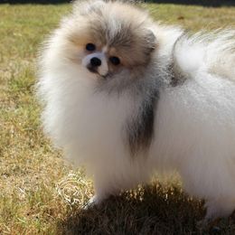 Pomeranian Puppies from Pomeranian Empire