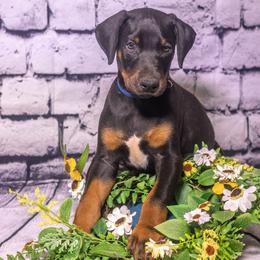 Blue Boy - Black and rust male Doberman Pinscher puppy in Shelby, North Carolina from IronBee Dobermans