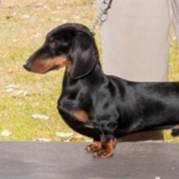 Chester - Dachshund