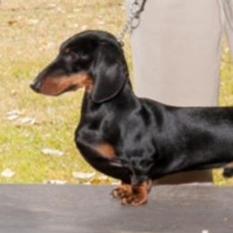 Chester - Dachshund