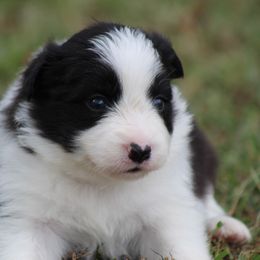 Female 1 - Black female Border Collie puppy in Tylertown, Mississippi from Cool Meadow Farms