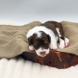 Girl 4 - Red tri-color female Aussiedoodle puppy in Manteca, California from Silva Ranch Doodles