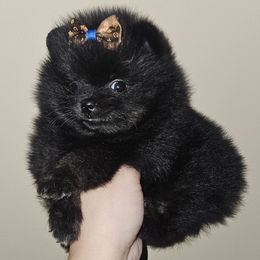 Pomeranian puppies from Legacy Poms OC