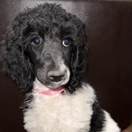 Cinnamon (Pink Collar) - Parti female Poodle puppy in League City, Texas from Chauffeured Poodles