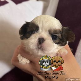 Griff - Liver and white male Shih Tzu puppy in Walkertown, North Carolina from Lil’ Bit’s Shih Tzu