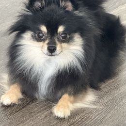 Angel - Pomeranian