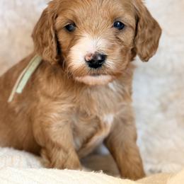 Taylor - Red  female Goldendoodle puppy in Boise, Idaho from Goldendoodle Baby