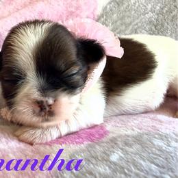 Samantha - Red and white female Shih Tzu puppy in Hemet, California from Aloha Shih Tzu