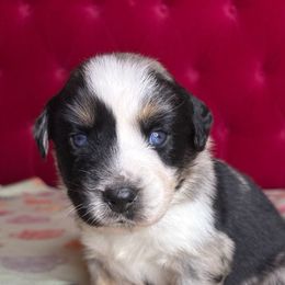 Kratos - Blue merle male Australian Shepherd puppy in Charlotte, North Carolina from Good Karma Aussies