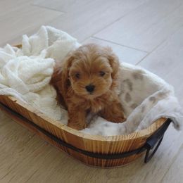 Maltipoos, Yorkipoos, and Yorkshire Terriers from Crimson Dessert Yorkiepoos