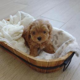 Maltipoos, Yorkipoos, and Yorkshire Terriers from Crimson Dessert Yorkiepoos