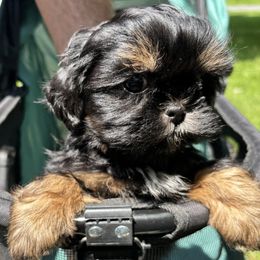 Girl 2 - Black female Shih Tzu puppy in Wooster, Ohio from Mending Hearts Shih Tzu's