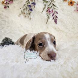Dean Isabella pie male - Fawn (isabella) and tan male Dachshund puppy in Herald, California from Bluegum Dachshunds