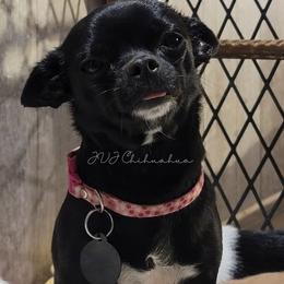 Lia - Chihuahua