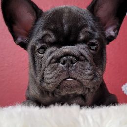 French Bulldogs from Bully Haven