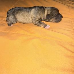 Girl 1 - Salt and pepper female Miniature Schnauzer puppy in Watauga, Texas from Sissy’s Schnauzers