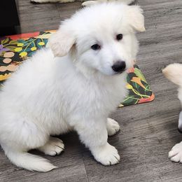 Boy 5 - White male Berger Blanc Suisse puppy in Plaucheville, Louisiana from La Nouvelle-Orléans Berger Blanc Suisse