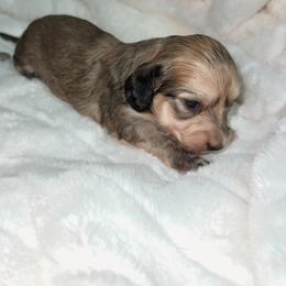 Estie - Cream female Dachshund puppy in San Diego, California from Enchanted little dachshunds