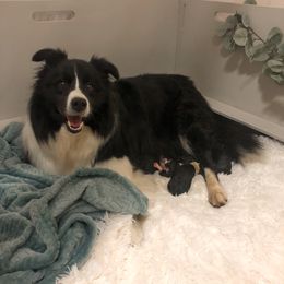 Border Collie puppies from Skyward Farms