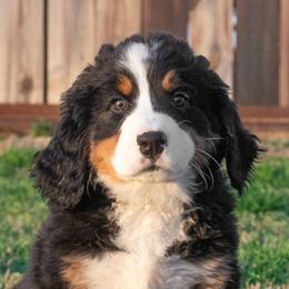 Bernese Mountain Dog Puppies from Berner Dynasty