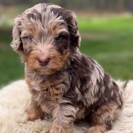 White collar boy - Chocolate merle male Bernedoodle puppy in Colorado Springs, Colorado from Mercy Mountain Bernedoodles