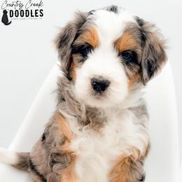 Fernando - male Australian Mountain Doodle puppy in Tipton, Indiana from Country Creek Doodles