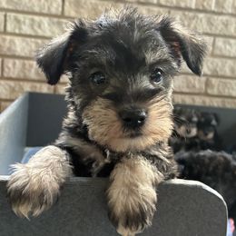 Bristol Genetically Clear - Salt and pepper female Miniature Schnauzer puppy in Klingerstown, Pennsylvania from Clay Hill Kennels