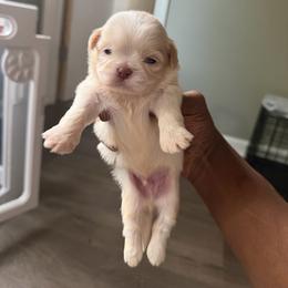 Boy2 - Cream and white male Shih Tzu puppy in Union City, Georgia from Chinx Puppy Songs