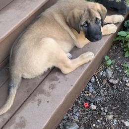 Anatolian Shepherd Dog and Labrador Retriever Puppies from Learning With Dogs